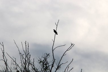 Bulutlu bir gökyüzüne karşı uzun ağaçların taçları. 