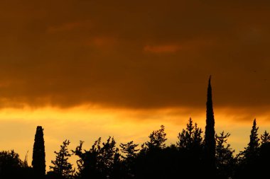 Bulutlu bir gökyüzüne karşı uzun ağaçların taçları. 