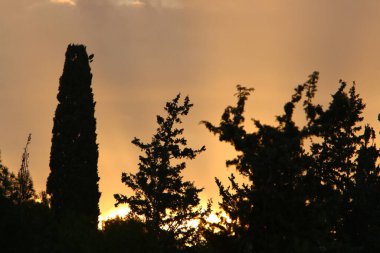 Bulutlu bir gökyüzüne karşı uzun ağaçların taçları. 