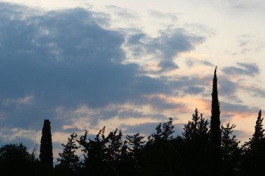 Bulutlu bir gökyüzüne karşı uzun ağaçların taçları. 