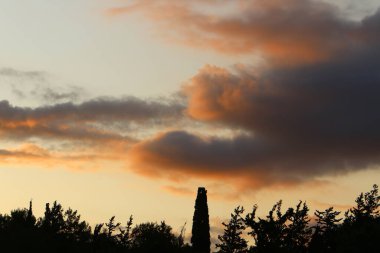 Bulutlu bir gökyüzüne karşı uzun ağaçların taçları. 