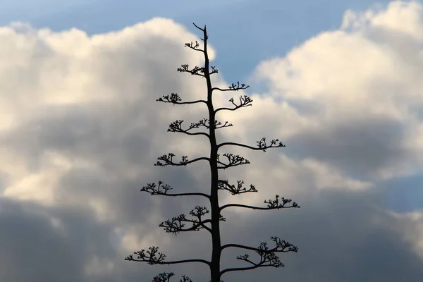 Coroas Árvores Altas Contra Céu Nublado — Fotografia de Stock