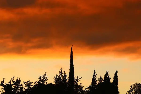 Crowns Tall Trees Cloudy Sky — Stock Photo, Image