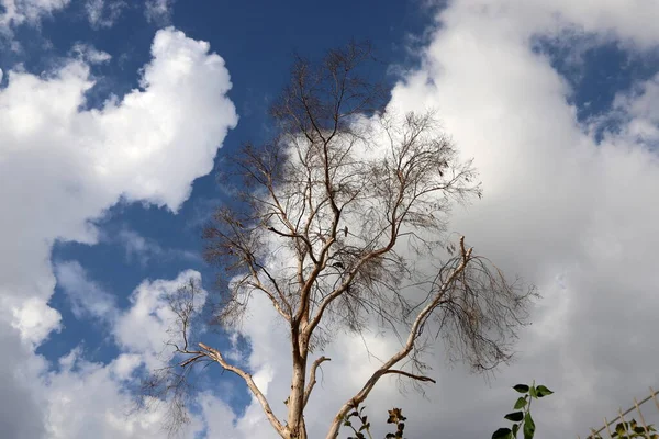 Coroas Árvores Altas Contra Céu Nublado — Fotografia de Stock