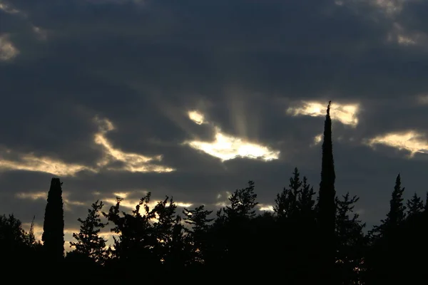 曇った空に背の高い木の冠 — ストック写真