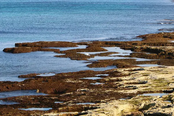 Uninhabited Mediterranean Coast Northern Israel Israel General Quarantine Due Corona — Stockfoto