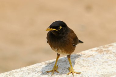 İsrail 'de Akdeniz kıyısındaki bir şehir parkında sığırcıklar. 