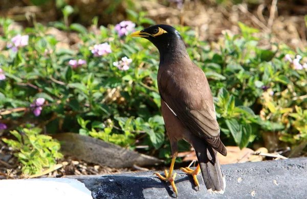 Stare Einem Stadtpark Ufer Des Mittelmeeres Israel — Stockfoto