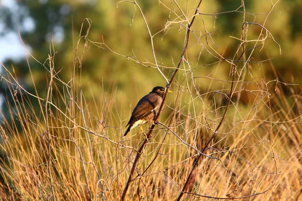 Starlings City Park Shores Mediterranean Sea Israel — 스톡 사진