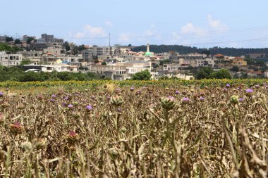 İsrail 'in kuzeyindeki bir sebze bahçesinde dikenli bir enginar çiçek açıyor. 