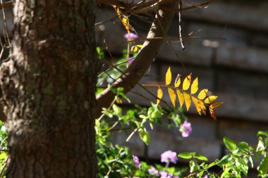 Kuzey İsrail 'de deniz kıyısındaki bir şehir parkındaki ağaçların üzerindeki renkli yapraklar. 