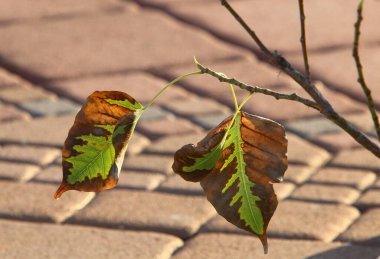 Kuzey İsrail 'de deniz kıyısındaki bir şehir parkındaki ağaçların üzerindeki renkli yapraklar. 