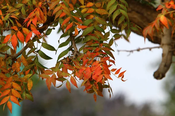 Hojas Colores Los Árboles Parque Ciudad Junto Mar Norte Israel — Foto de Stock