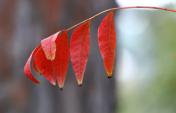 Colorful Leaves Trees City Park Sea Northern Israel — Stock Photo, Image