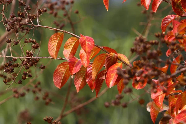 Hojas Colores Los Árboles Parque Ciudad Junto Mar Norte Israel — Foto de Stock