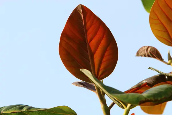 Hojas Colores Los Árboles Parque Ciudad Junto Mar Norte Israel —  Fotos de Stock