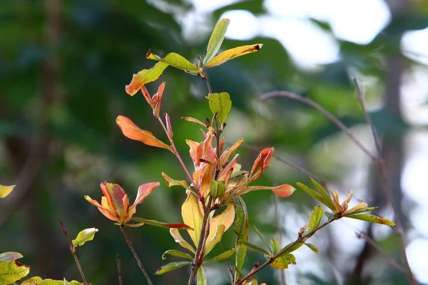 Barevné Listí Stromech Městském Parku Moře Severním Izraeli — Stock fotografie