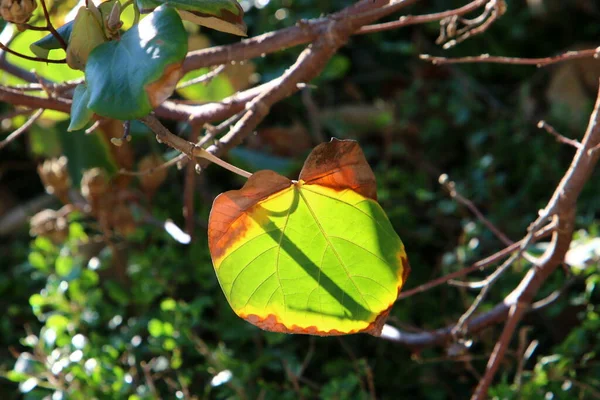 Hojas Colores Los Árboles Parque Ciudad Junto Mar Norte Israel — Foto de Stock