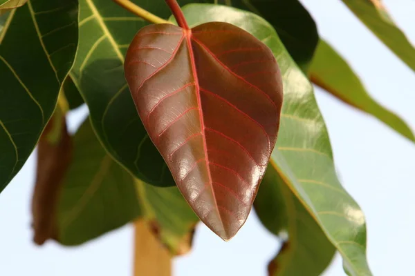 Hojas Colores Los Árboles Parque Ciudad Junto Mar Norte Israel —  Fotos de Stock