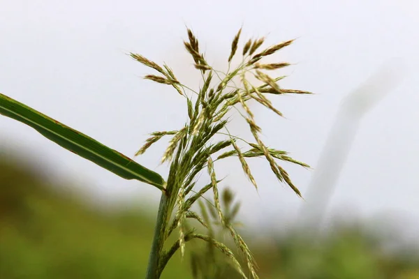 Des Épillets Moelleux Dans Une Clairière Forestière Sont Éclairés Par — Photo