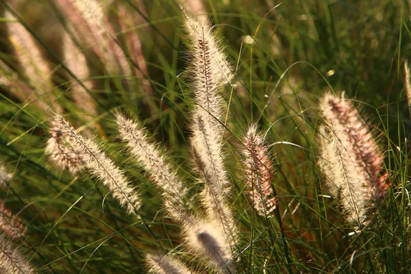 Fluffy Spikeletten Een Bos Glade Worden Verlicht Door Stralen Van — Stockfoto