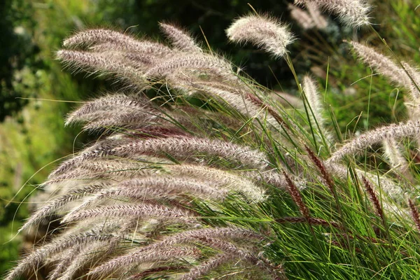 Fluffy Spikeletten Een Bos Glade Worden Verlicht Door Stralen Van — Stockfoto