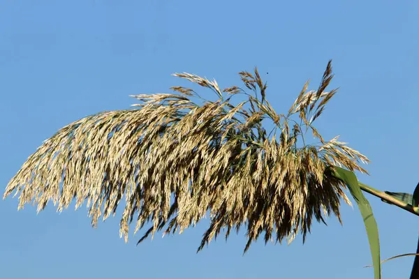 Des Épillets Moelleux Dans Une Clairière Forestière Sont Éclairés Par — Photo