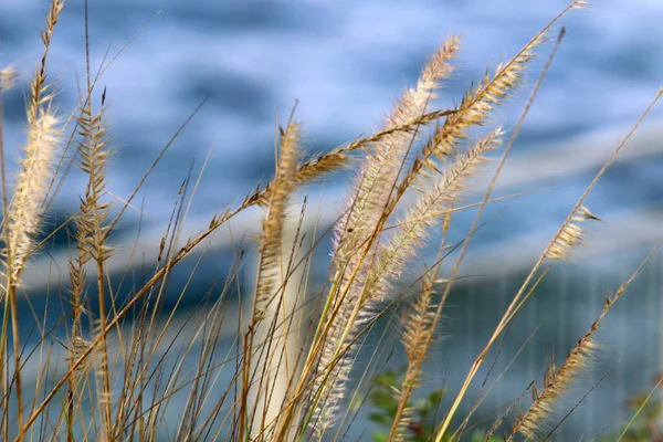 Fluffiga Spetsar Skogsglänta Belyses Solens Strålar Växter Närbild Vinterdag — Stockfoto