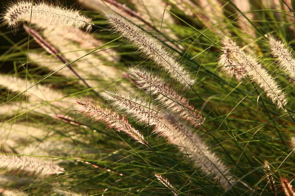 Fluffy Spikeletten Een Bos Glade Worden Verlicht Door Stralen Van — Stockfoto