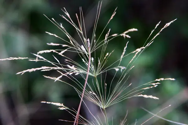 Fluffiga Spetsar Skogsglänta Belyses Solens Strålar Växter Närbild Vinterdag — Stockfoto