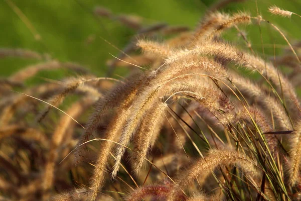 Fluffy Spikeletten Een Bos Glade Worden Verlicht Door Stralen Van — Stockfoto