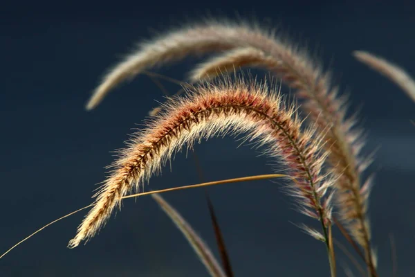 Fluffiga Spetsar Skogsglänta Belyses Solens Strålar Växter Närbild Vinterdag — Stockfoto