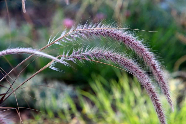 Fluffy Spikeletten Een Bos Glade Worden Verlicht Door Stralen Van — Stockfoto