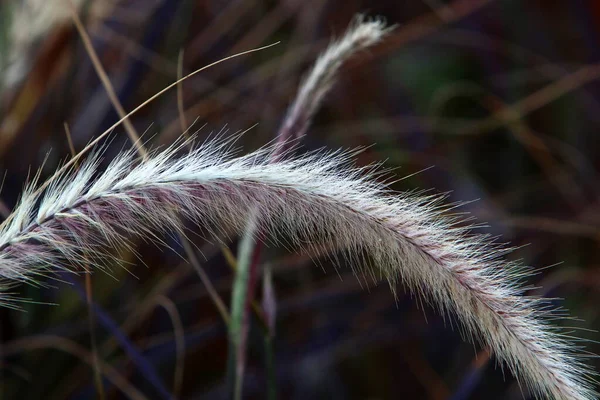 木立の中のふわふわの小花は 太陽の光に照らされています 冬の日に近い植物 — ストック写真