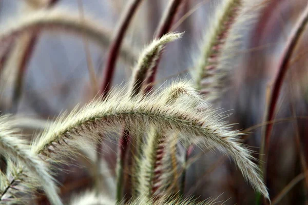 Fluffy Spikeletten Een Bos Glade Worden Verlicht Door Stralen Van — Stockfoto