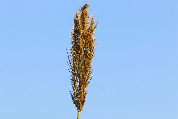 Fluffy Spikelets Forest Glade Illuminated Rays Sun Plants Close Winter — Stock Photo, Image