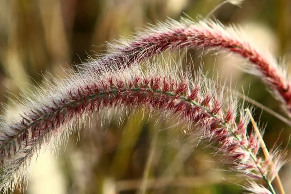 Fluffy Spikelets Forest Glade Illuminated Rays Sun Plants Close Winter — Stock Photo, Image