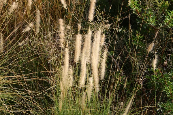 Fluffy Spikelets Forest Glade Illuminated Rays Sun Plants Close Winter — Stock Photo, Image