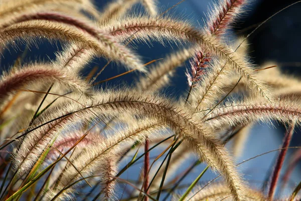 Puszyste Kolce Leśnej Polanie Oświetlone Promieniami Słońca Zbliżenie Roślin Zimowy — Zdjęcie stockowe