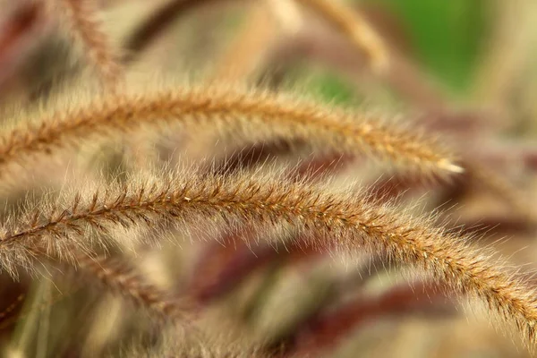 Fluffy Spikelets Skov Glade Belyst Solens Stråler Planter Close Vinterdag - Stock-foto