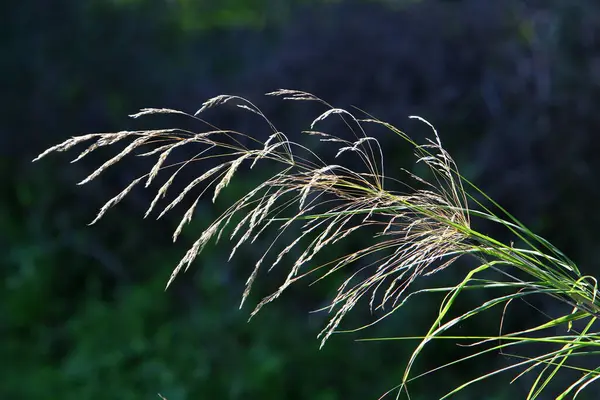 Fluffy Spikeletten Een Bos Glade Worden Verlicht Door Stralen Van — Stockfoto