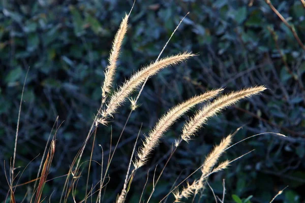 Puszyste Kolce Leśnej Polanie Oświetlone Promieniami Słońca Zbliżenie Roślin Zimowy — Zdjęcie stockowe
