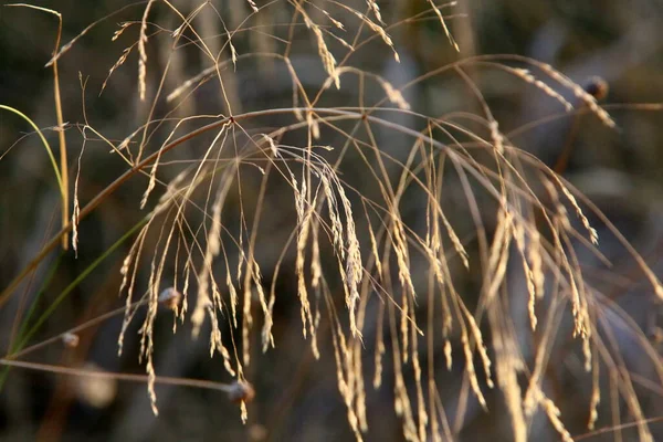 Espiguetas Fofas Uma Clareira Florestal São Iluminadas Pelos Raios Sol — Fotografia de Stock