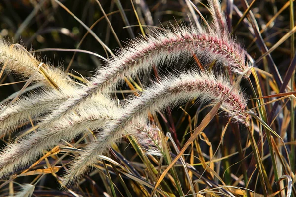 Fluffy Spikeletten Een Bos Glade Worden Verlicht Door Stralen Van — Stockfoto