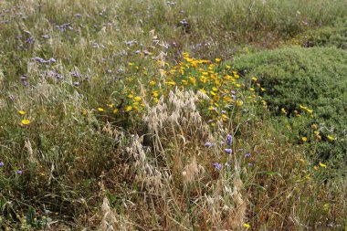 Ormanda uzun yeşil çimenler 