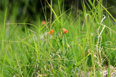 Ormanda uzun yeşil çimenler 