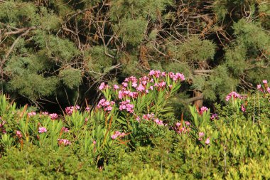 Ormanda uzun yeşil çimenler 