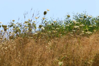 Ormanda uzun yeşil çimenler 