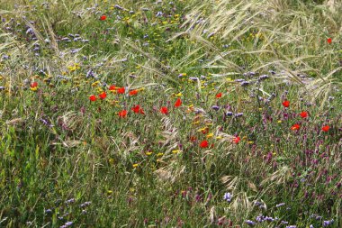 Ormanda uzun yeşil çimenler 