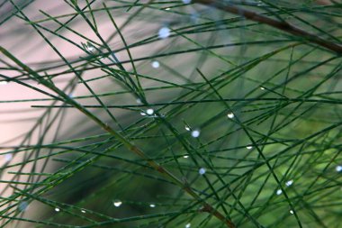 Ormanda uzun yeşil çimenler 